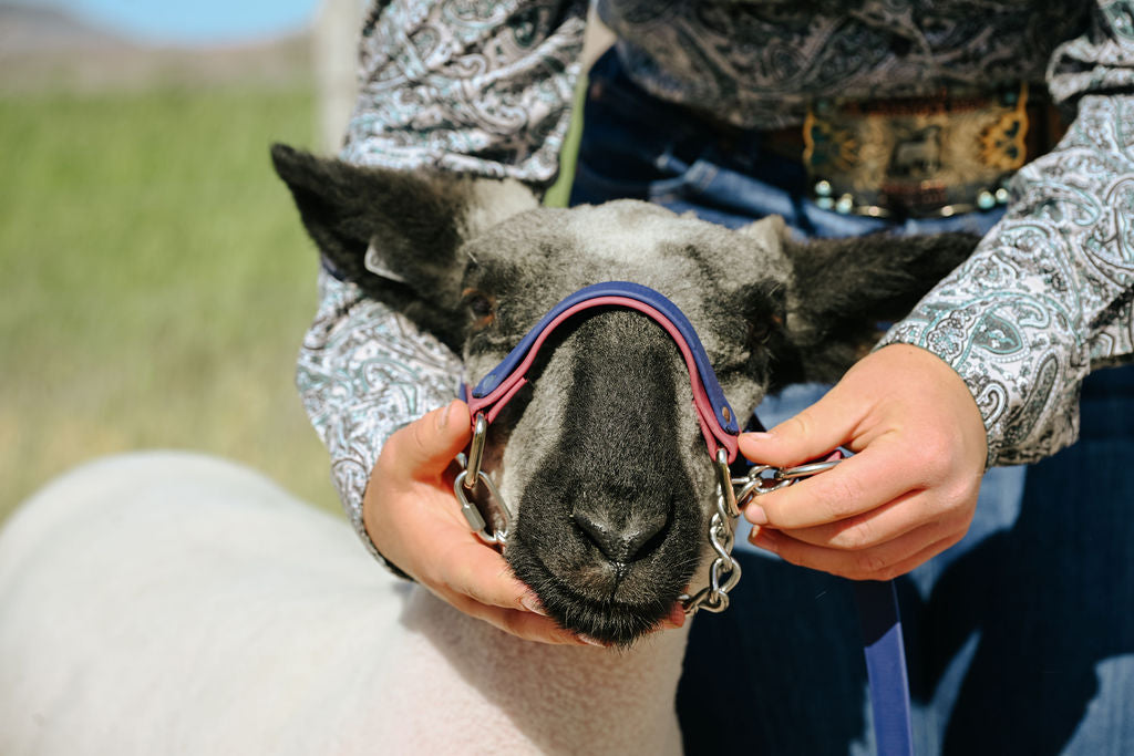 show lamb with biothane halter being adjusted