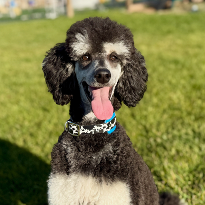 Biothane Dog Collar — Cow Print