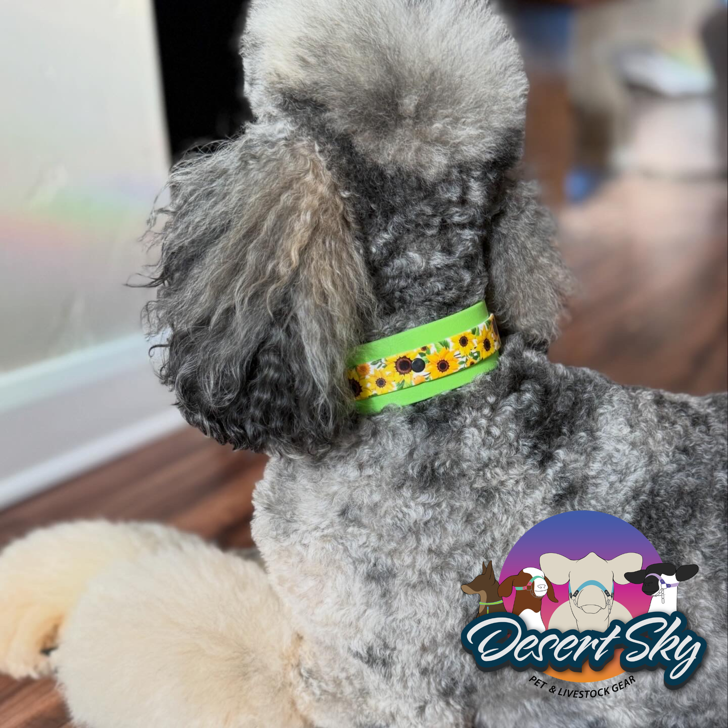 A gray poodle wearing a bright green dog collar with a sunflower pattern, shown from behind in an indoor setting. A 'Desert Sky' watermark is visible in the bottom right corner.