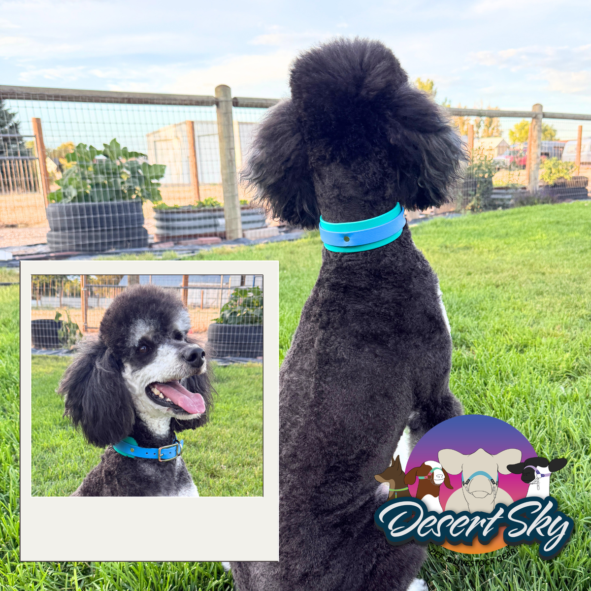 Biothane Dog Collar — Duo Style