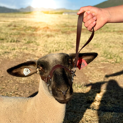 Lamb Show Halter