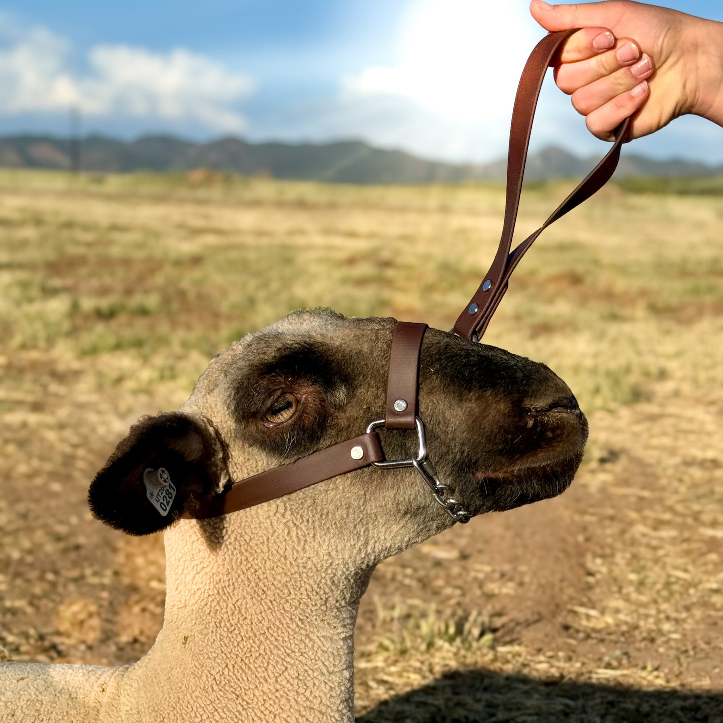 Lamb Show Halter