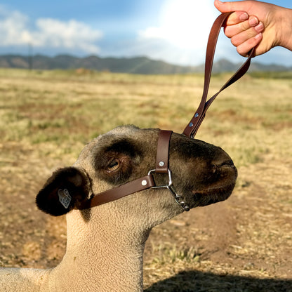 Lamb Show Halter