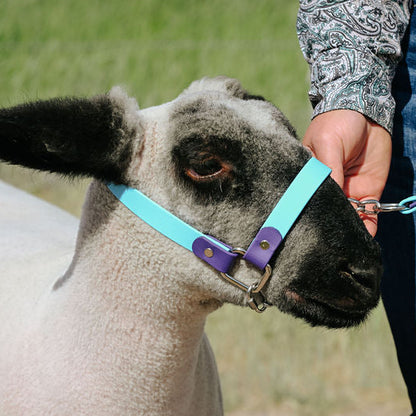 Mint and purple t3 halter on show lamb