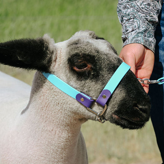 Mint and purple t3 halter on show lamb