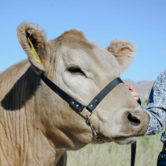 show steer with black biothane halter