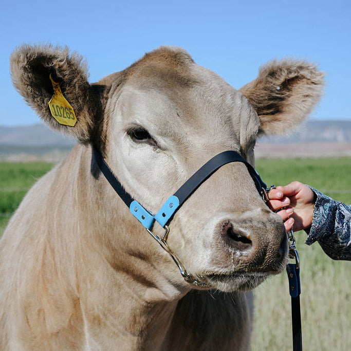 steer wearing a black and teal biothane halter