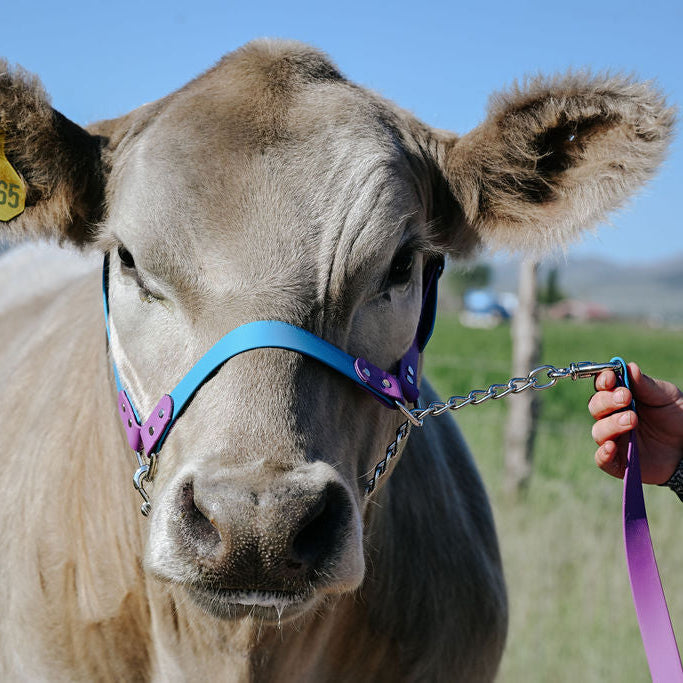 biothane steer halter with purple and teal