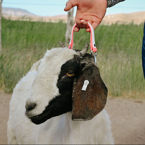 goat with biothane collar in 2 colors