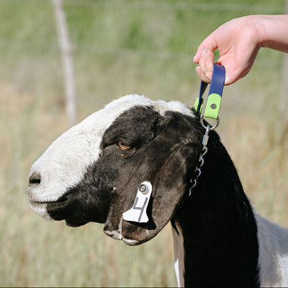 show goat being led by a biothane collar