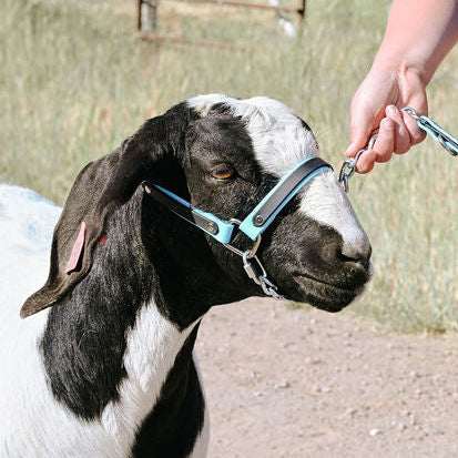 goat with blue and black biothane halter