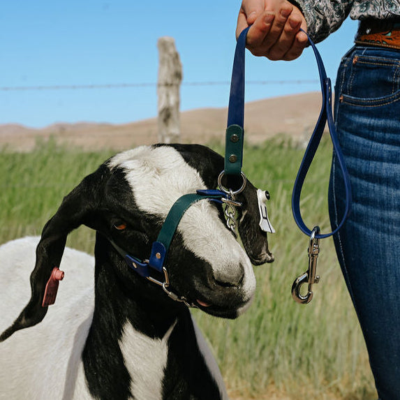 black and white show goat with biothane halter