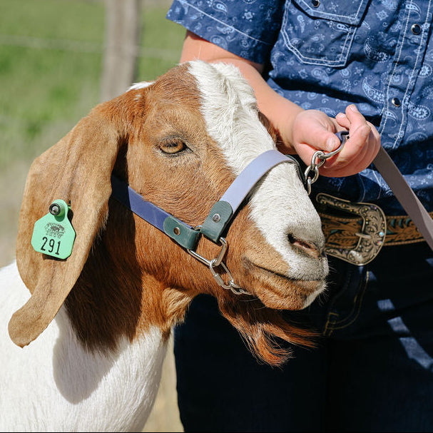 biothane goat halter on a red and white goat