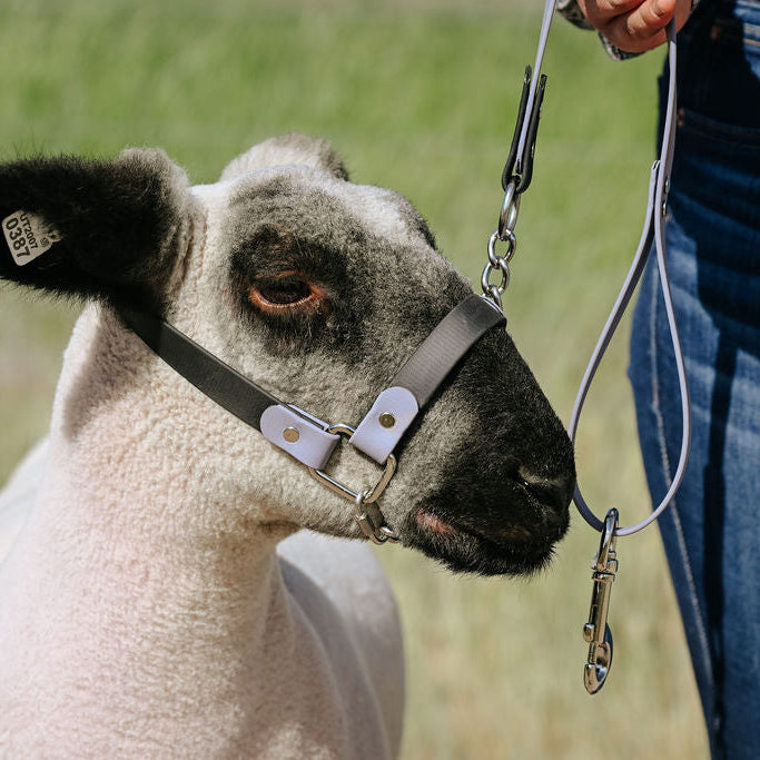 Black and gray biothane halter on show lamb