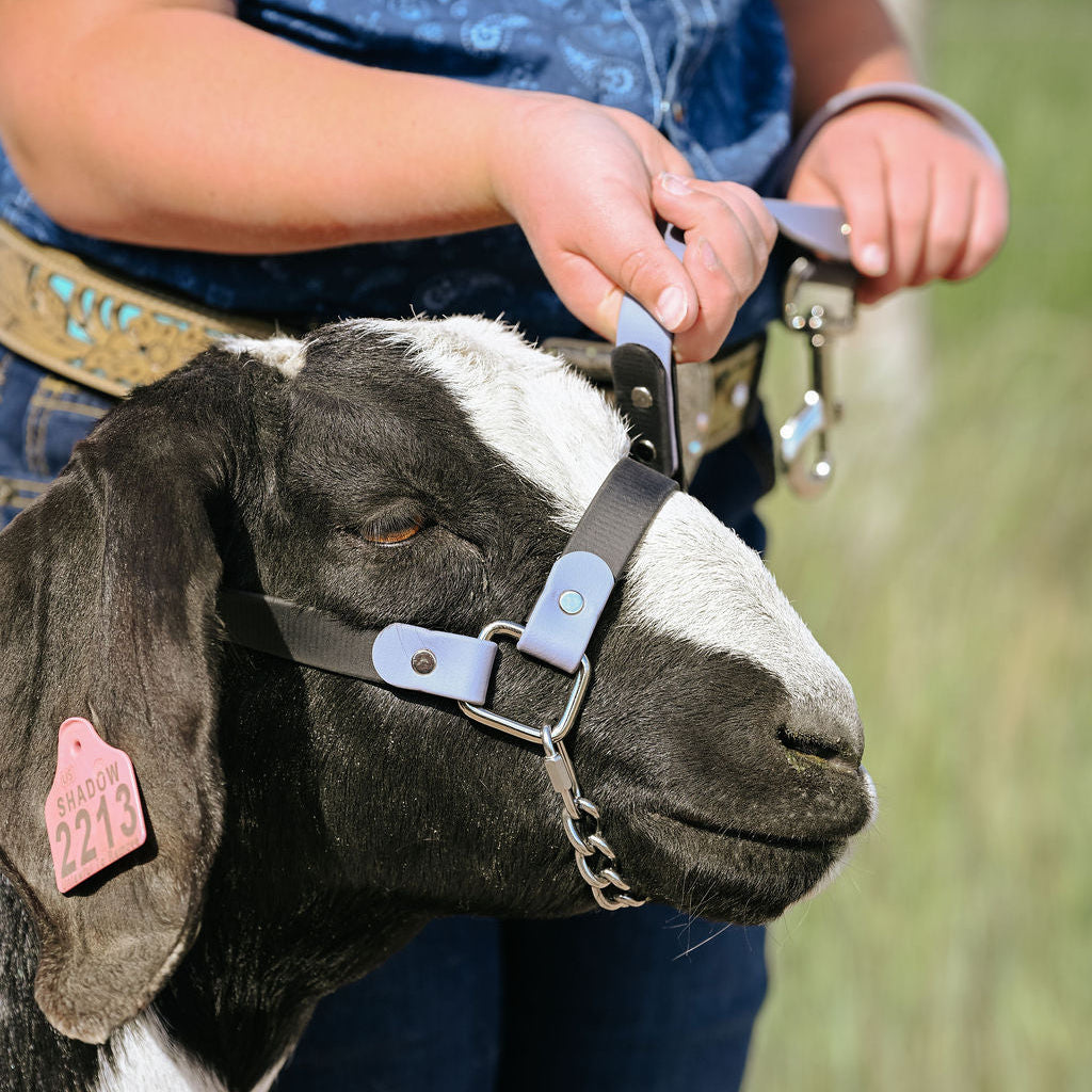 goat with black and gray biothane halter