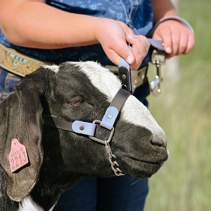 goat with black and gray biothane halter