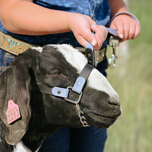 goat with black and gray biothane halter