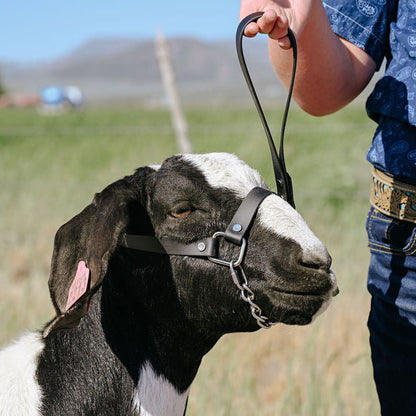 black biothane show halter on a goat