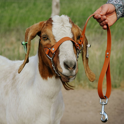 light brown biothane halter on show goat