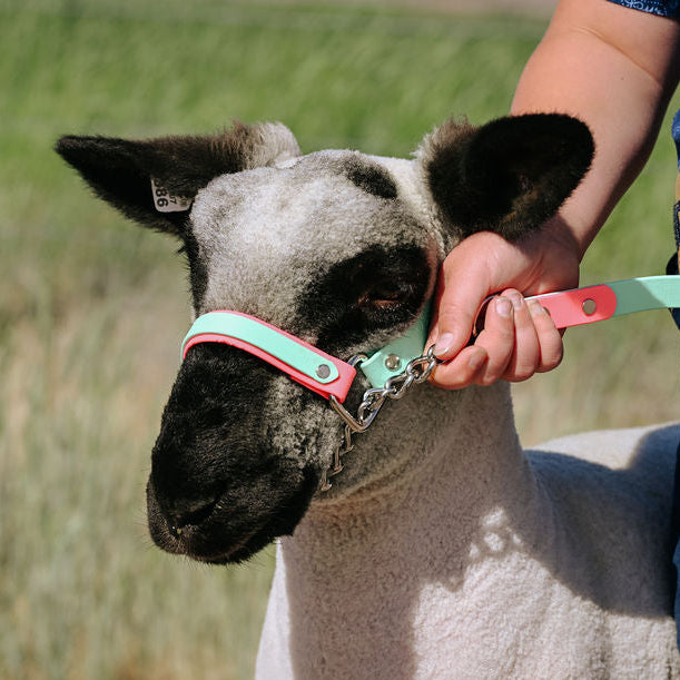 coral and mint biothane halter on show lamb