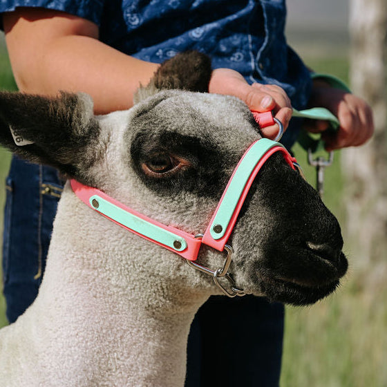 coral and mint biothane halter on show lamb