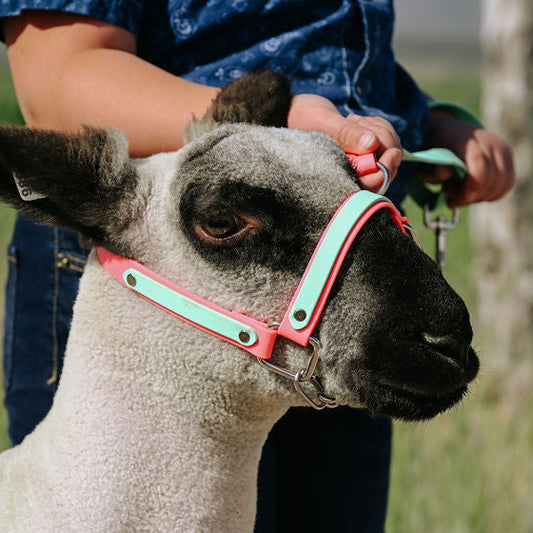 coral and mint biothane halter on show lamb