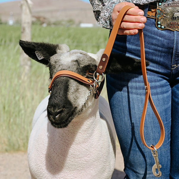 brown dual colored biothane halter on a show lamb