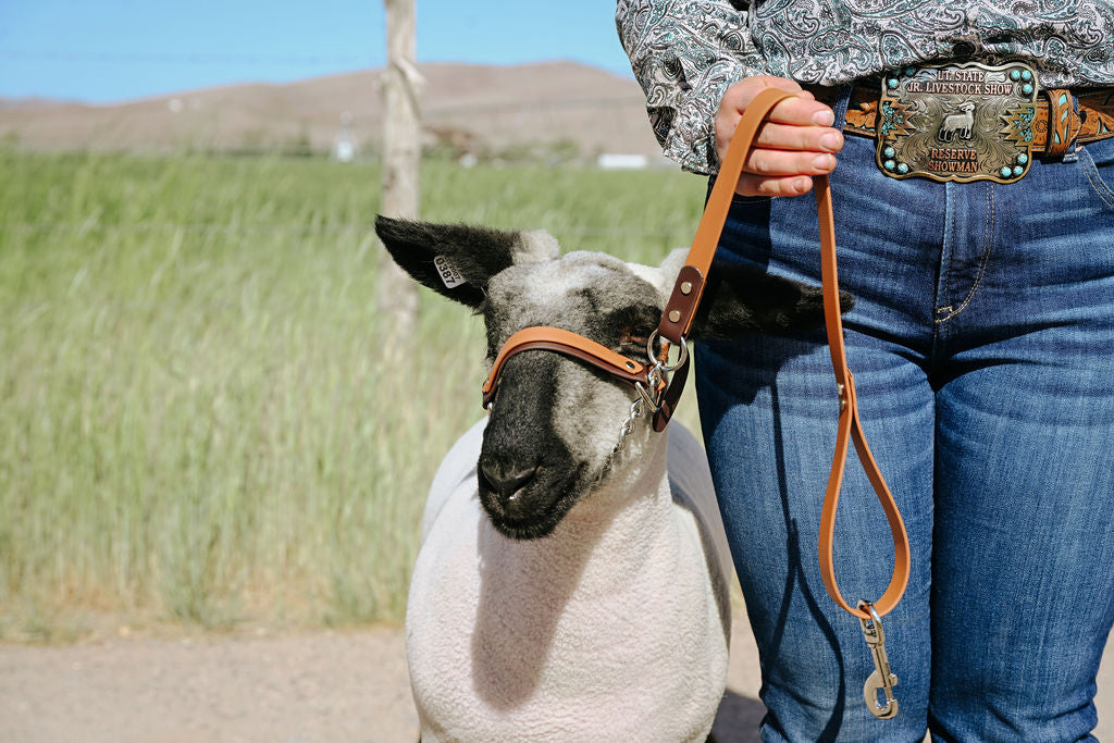 biothane halter on show lamb
