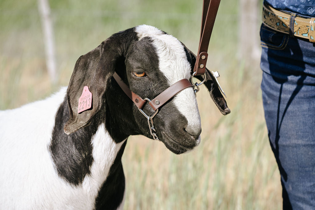 dark brown biothane halter ona. show goat