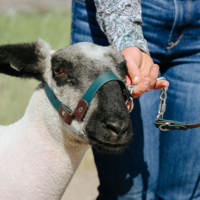Forest green and dark brown biothane halter on show lamb