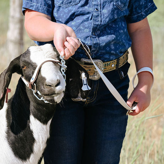 brown and white layered biothane halter on show goat
