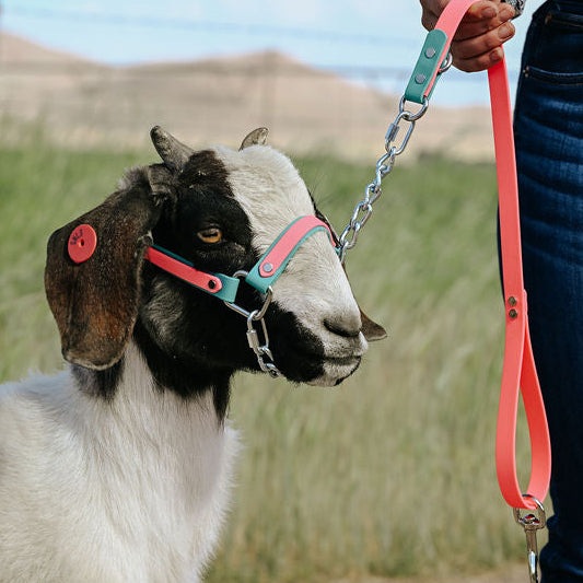 mint and pink biothane halter