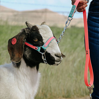mint and pink biothane halter