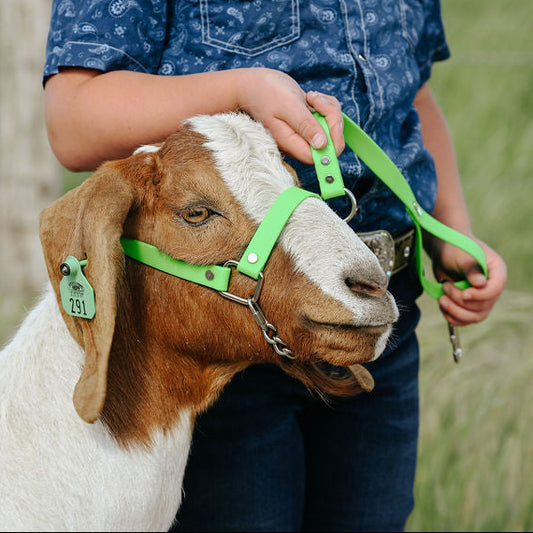 green biothane halter on a show goat