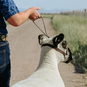dark brown biothane halter on a show lamb