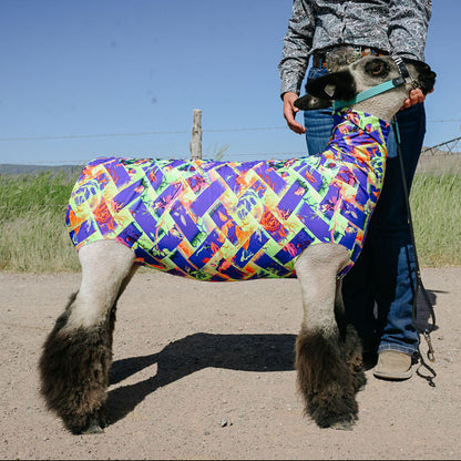 lamb wearing colorful spandex tube