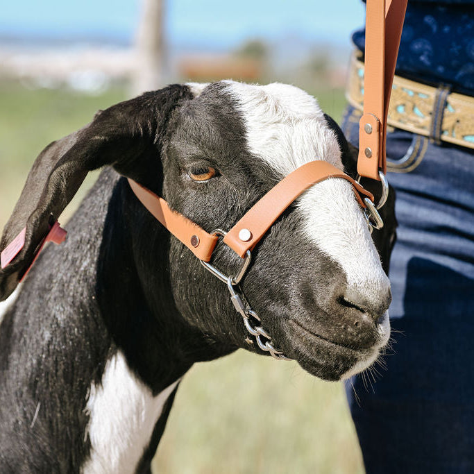 light brown biothane goat halter on a show goat