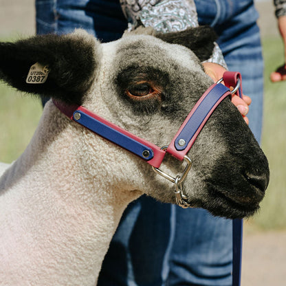 maroon and navy biothane halter on show lamb