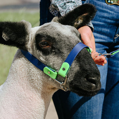 Navy and lime green biothane halter on show lamb