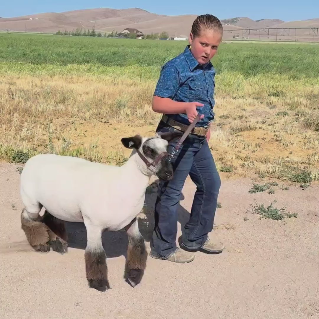 girl walking show lamb with a biothane halter.