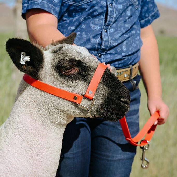 solid red biothane halter on a show lamb