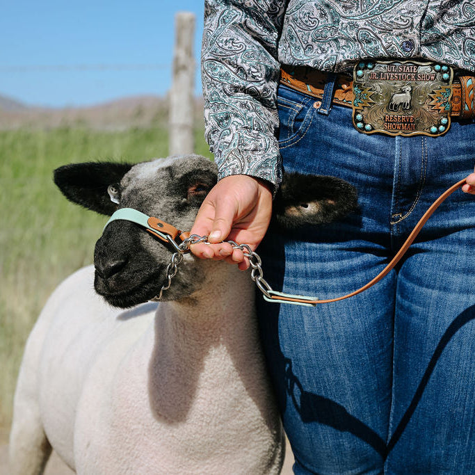 Sage green and brown biothane halter on show lamb