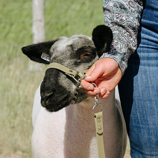 tan biothane halter on show lamb