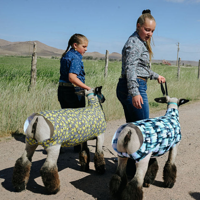 girls walking show lambs with tubes on
